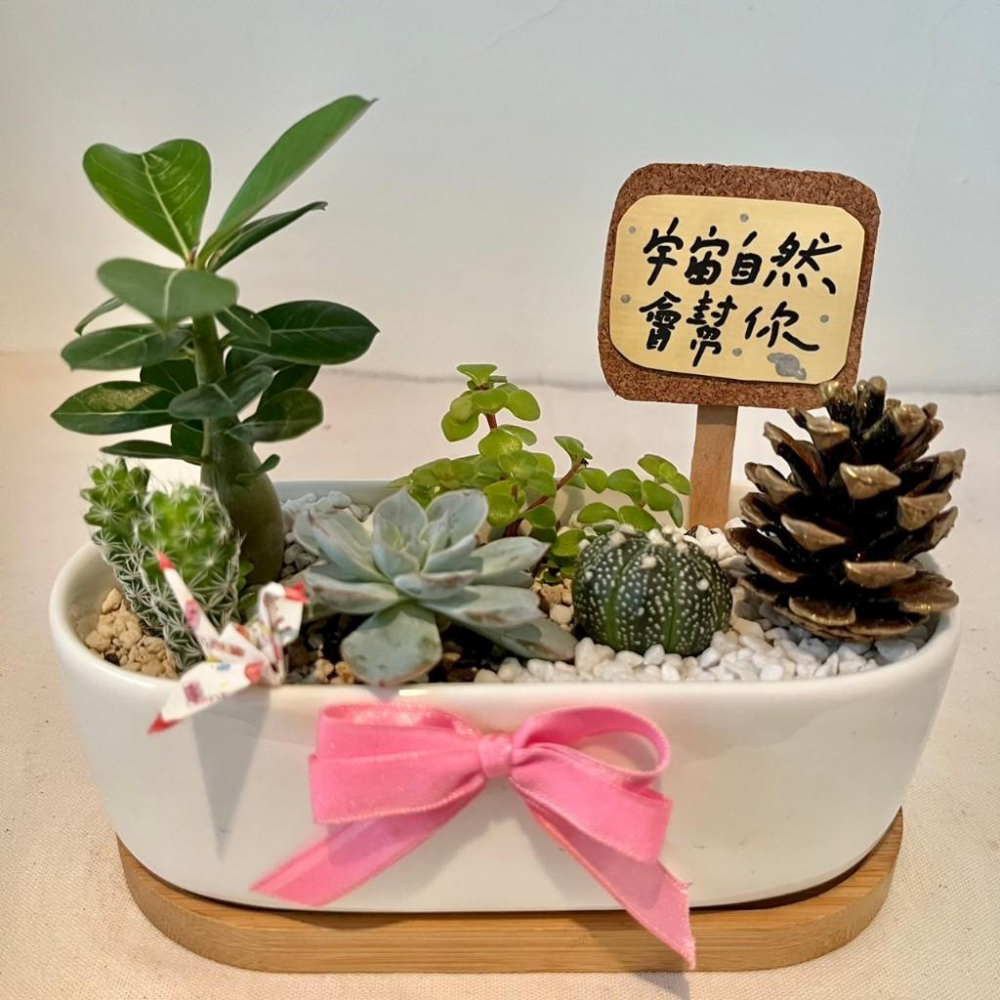 桌上盆景 松果 日式簡約 開幕送禮 多肉組盆 多肉植物 創意盆栽 盆栽送禮 微景觀 景觀盆栽 生日禮物 客製化訂單-細節圖2