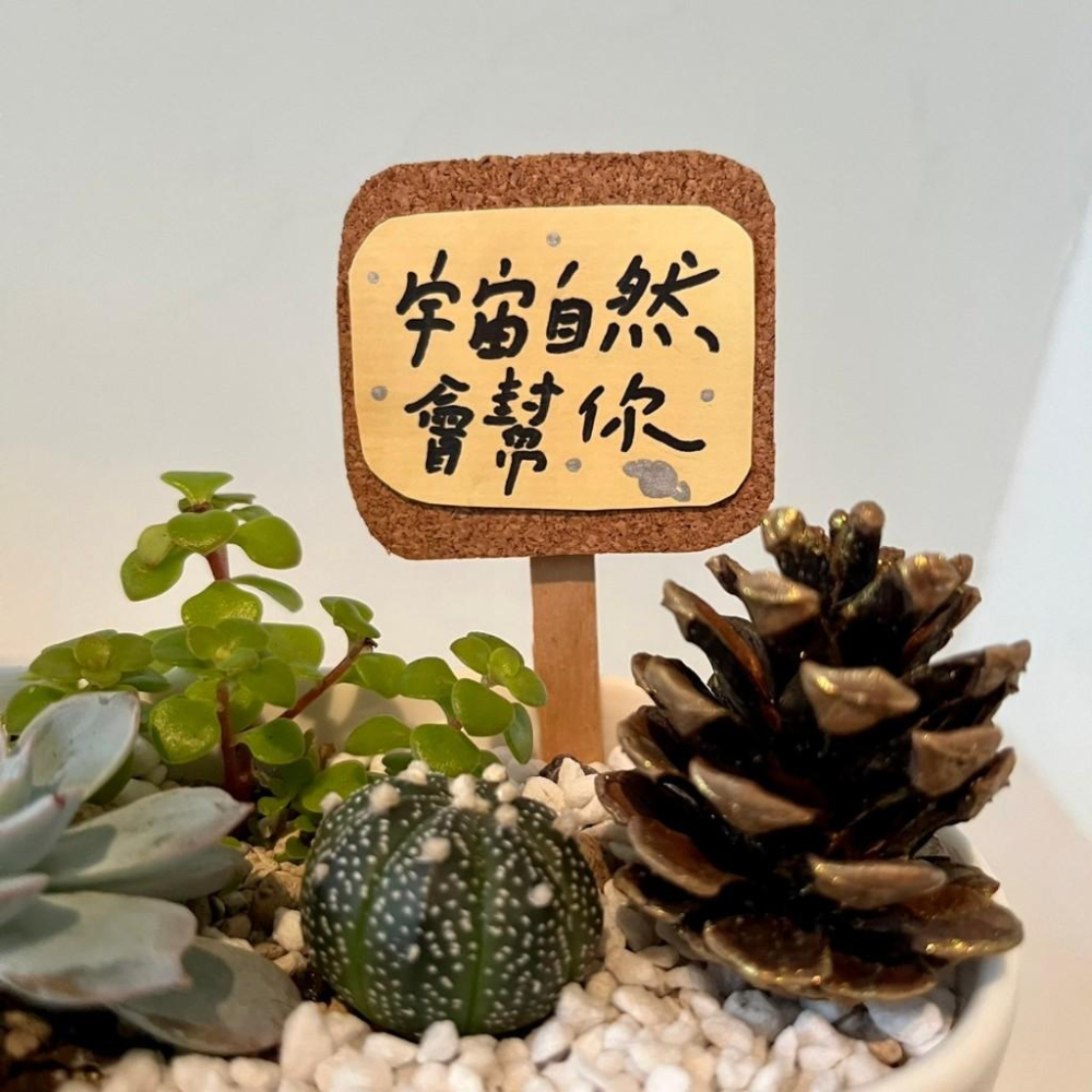 桌上盆景 松果 日式簡約 開幕送禮 多肉組盆 多肉植物 創意盆栽 盆栽送禮 微景觀 景觀盆栽 生日禮物 客製化訂單-細節圖3