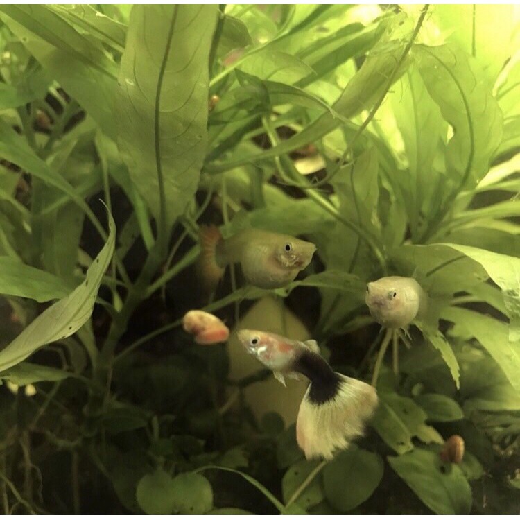 孔雀魚寶寶 / 馬賽克孔雀魚 寶寶/ 禮服孔雀魚 寶寶/水族 孔雀魚 真孔雀魚寶寶 詳情請見商品描述-細節圖2