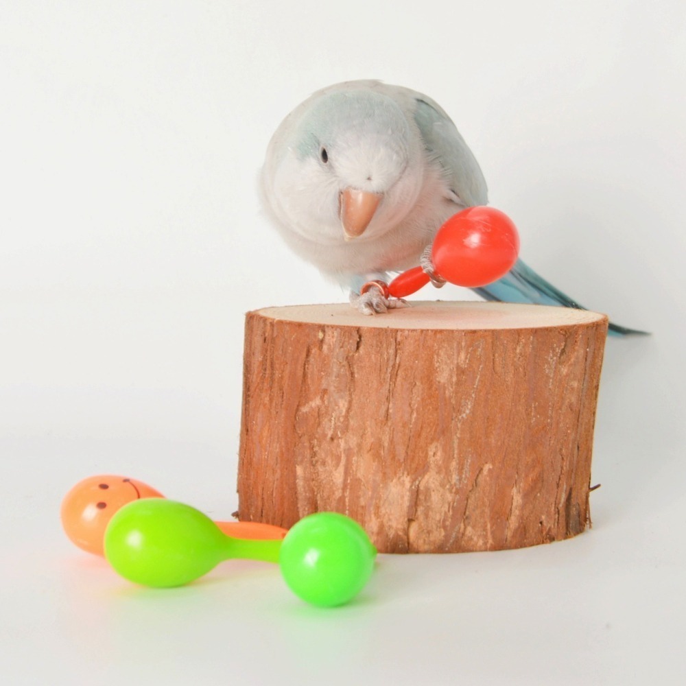 三麻兄妹 鸚鵡手拿沙鈴（單支）-細節圖3