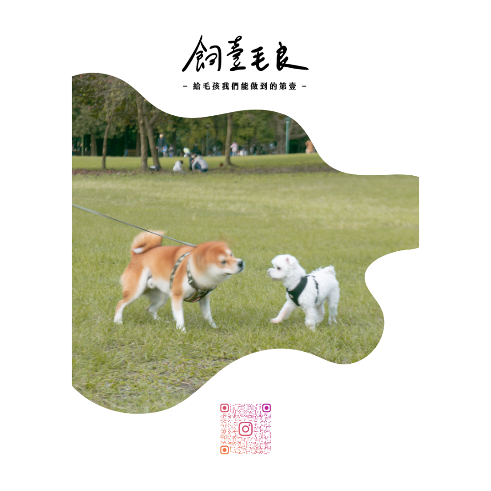 【日常吃】時蔬鮮餅-規格圖1