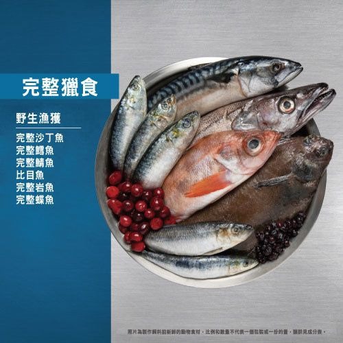 喵乜乜 嚴選 Orijen 歐睿健 六種鮮魚 無榖貓飼料 成貓-細節圖4