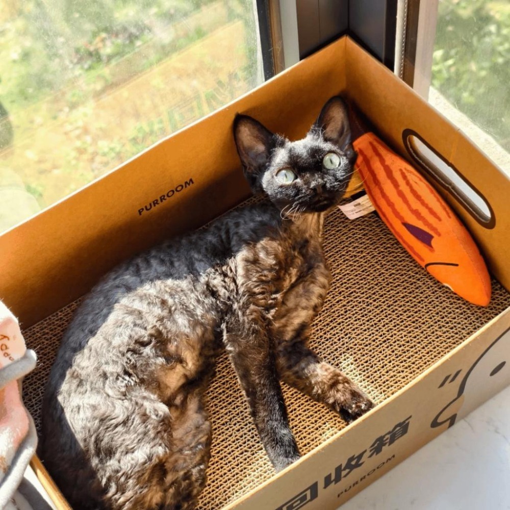 Meowmatmat 貓咪玩具 魚 貓薄荷 解悶 磨牙 耐咬 逗貓棒 小貓 寵物用品 貓咪玩具-細節圖4