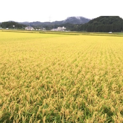 日本正宗南魚沼越光米產區，下單後才碾米，保持最佳新鮮度-細節圖3
