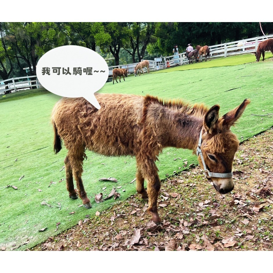 【桃園富田花園農場】入園體驗券（每張可兑換動物飼料ㄧ種或園區消費折抵50元）-細節圖2