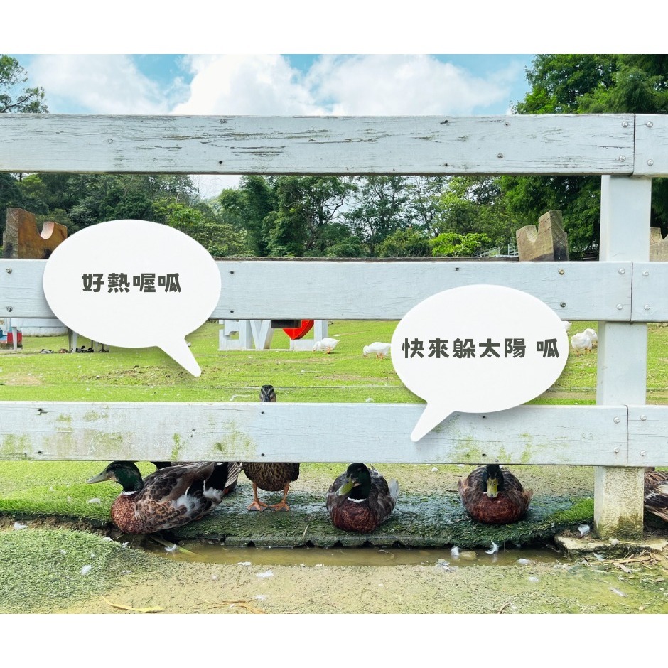 【桃園富田花園農場】入園體驗券（每張可兑換動物飼料ㄧ種或園區消費折抵50元）-細節圖3