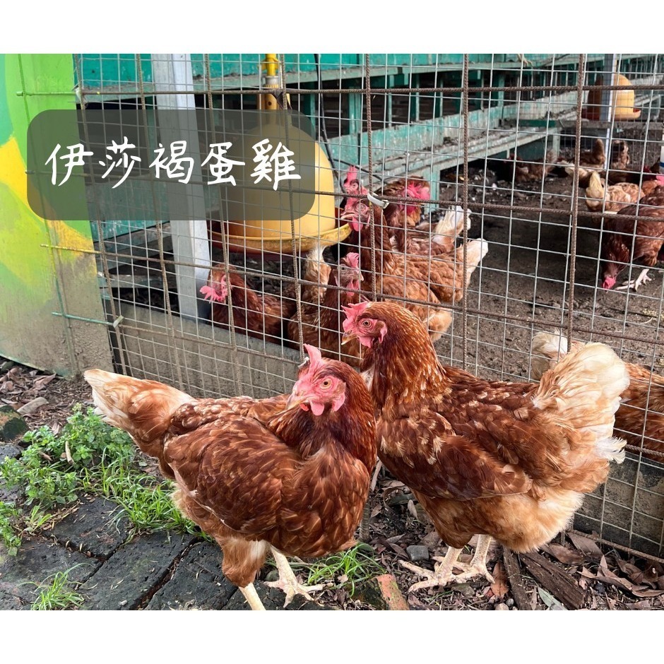 【桃園富田農場】雙人套票（多送一份動物飼料）-細節圖2