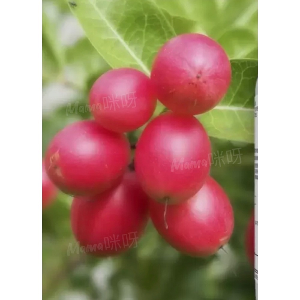 Mama咪呀~好市多代購.Webber Naturals 蔓越莓濃縮精華膠囊.蔓越莓膠囊.全新-細節圖3