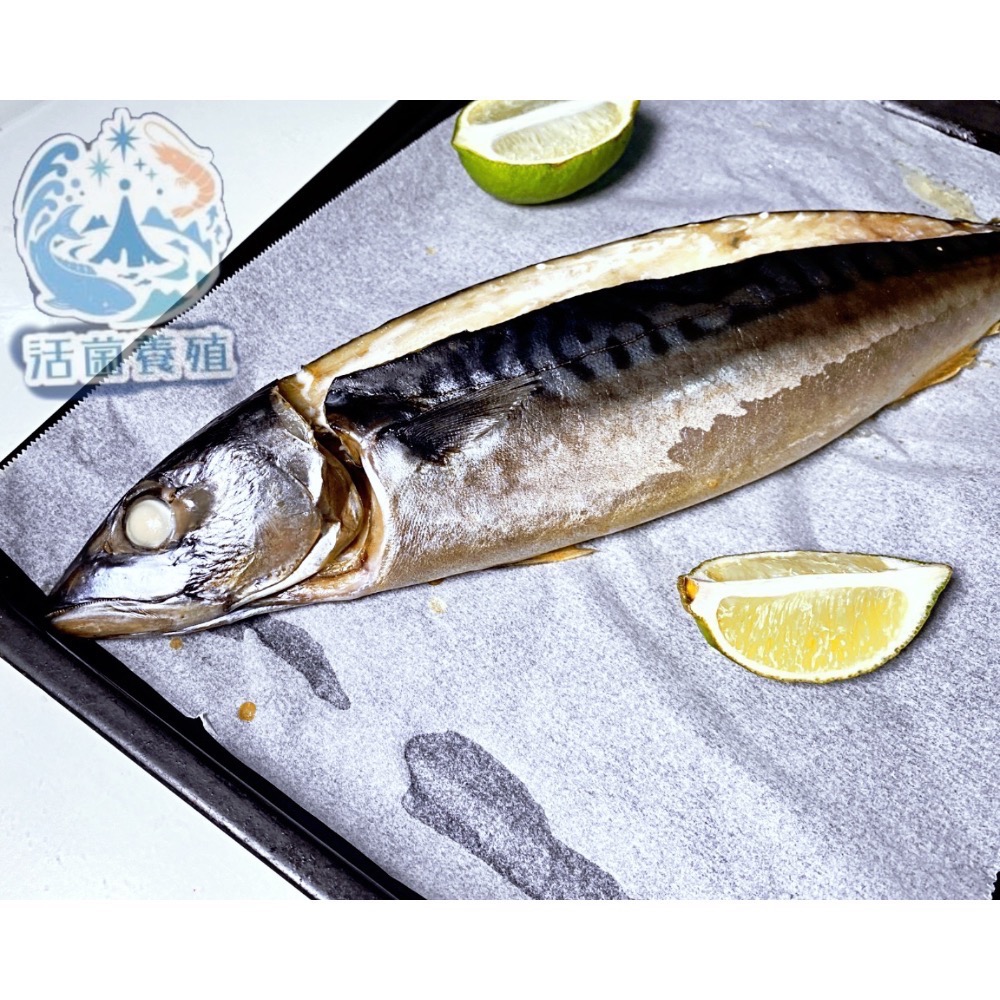 南洋魚販售所 - 挪威 薄鹽 鯖魚 / 整尾 三去 真空 冷覺-細節圖3