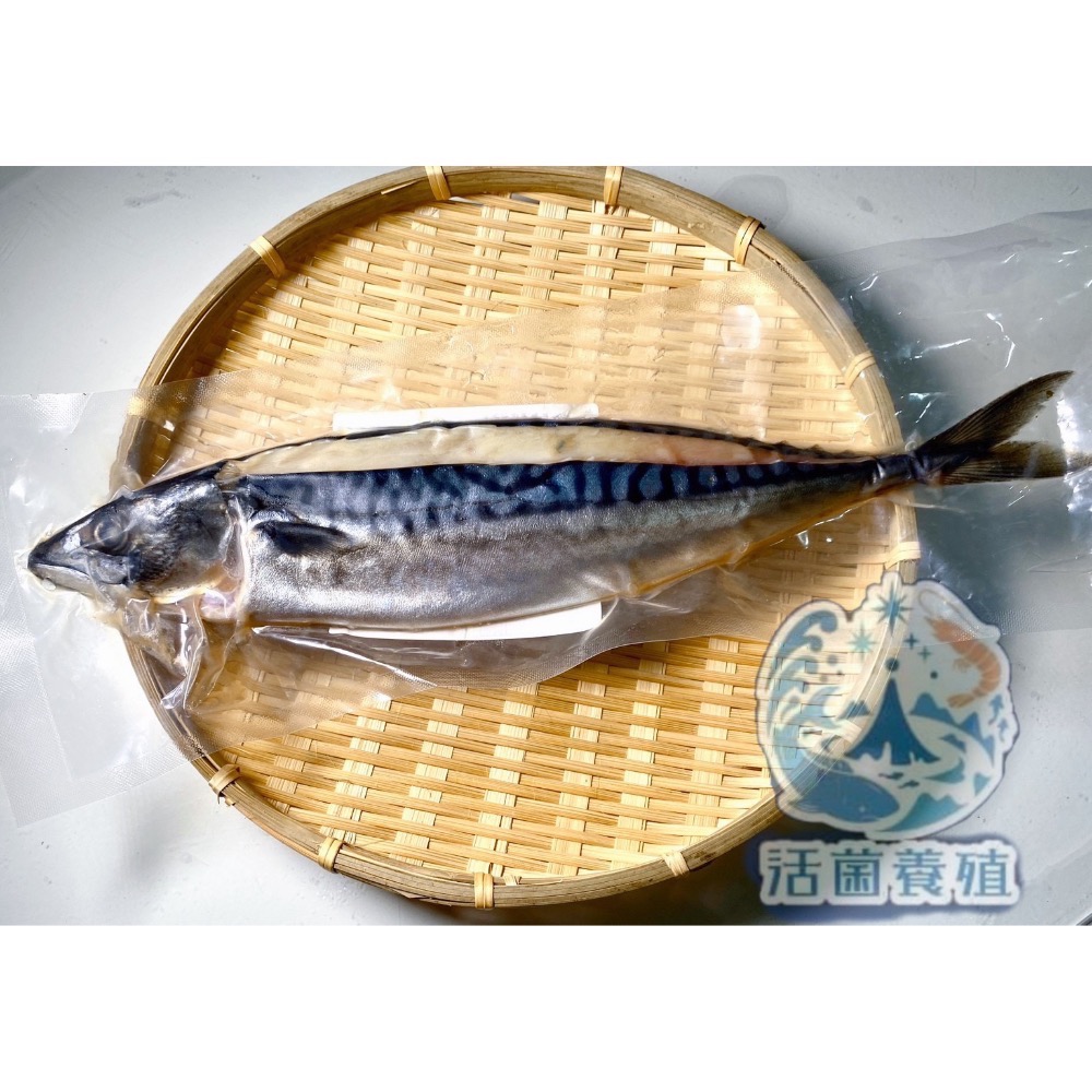 南洋魚販售所 - 挪威 薄鹽 鯖魚 / 整尾 三去 真空 冷覺-細節圖7