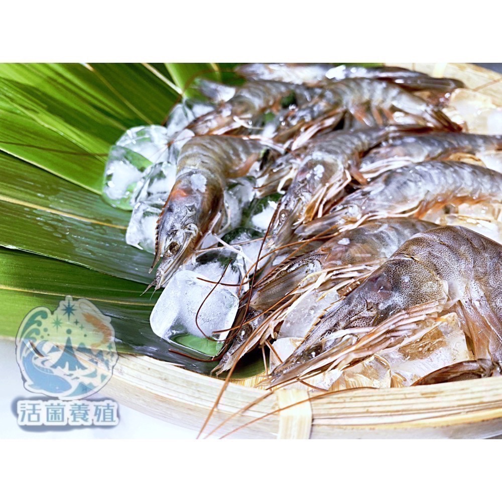 南洋魚販售所 · 活菌養殖 - 白蝦，真空冷凍出貨-細節圖2