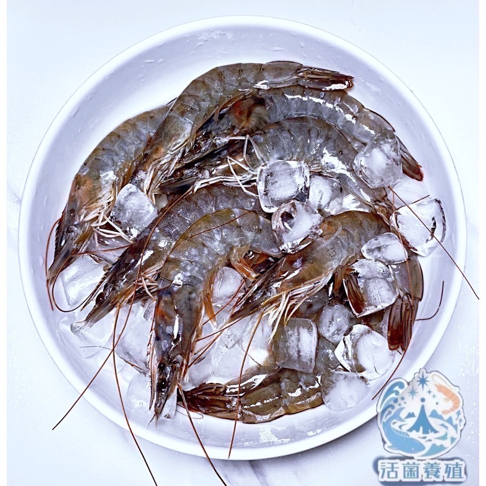 南洋魚販售所 · 活菌養殖 - 白蝦，真空冷凍出貨-細節圖5