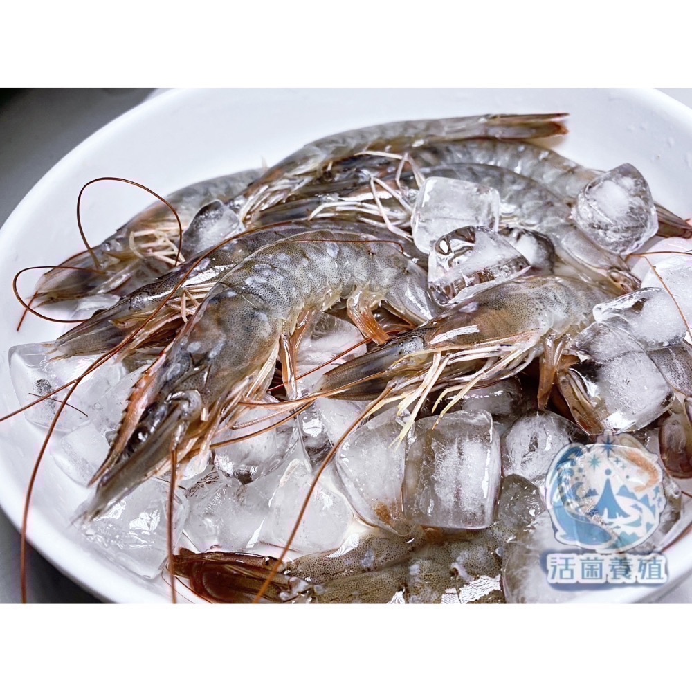 南洋魚販售所 · 活菌養殖 - 白蝦，真空冷凍出貨-細節圖4