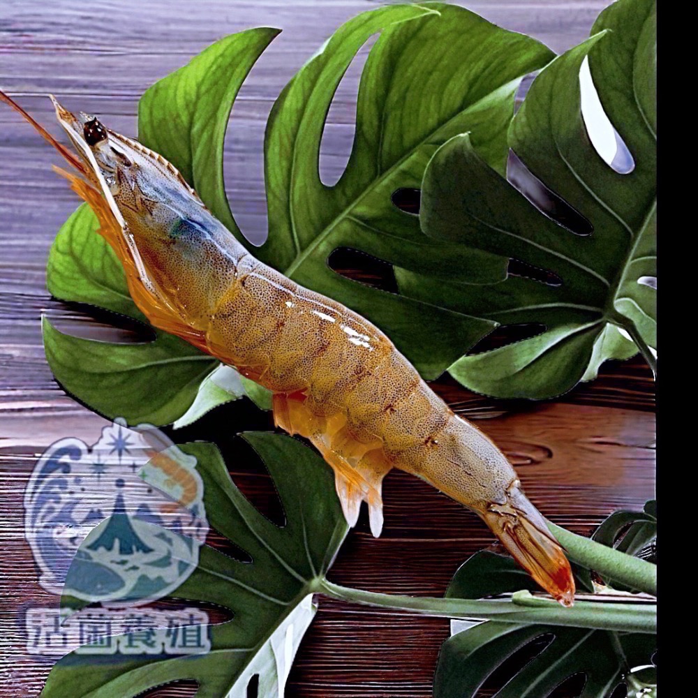 南洋魚販售所 · 活菌養殖 - 白蝦，真空冷凍出貨-細節圖8