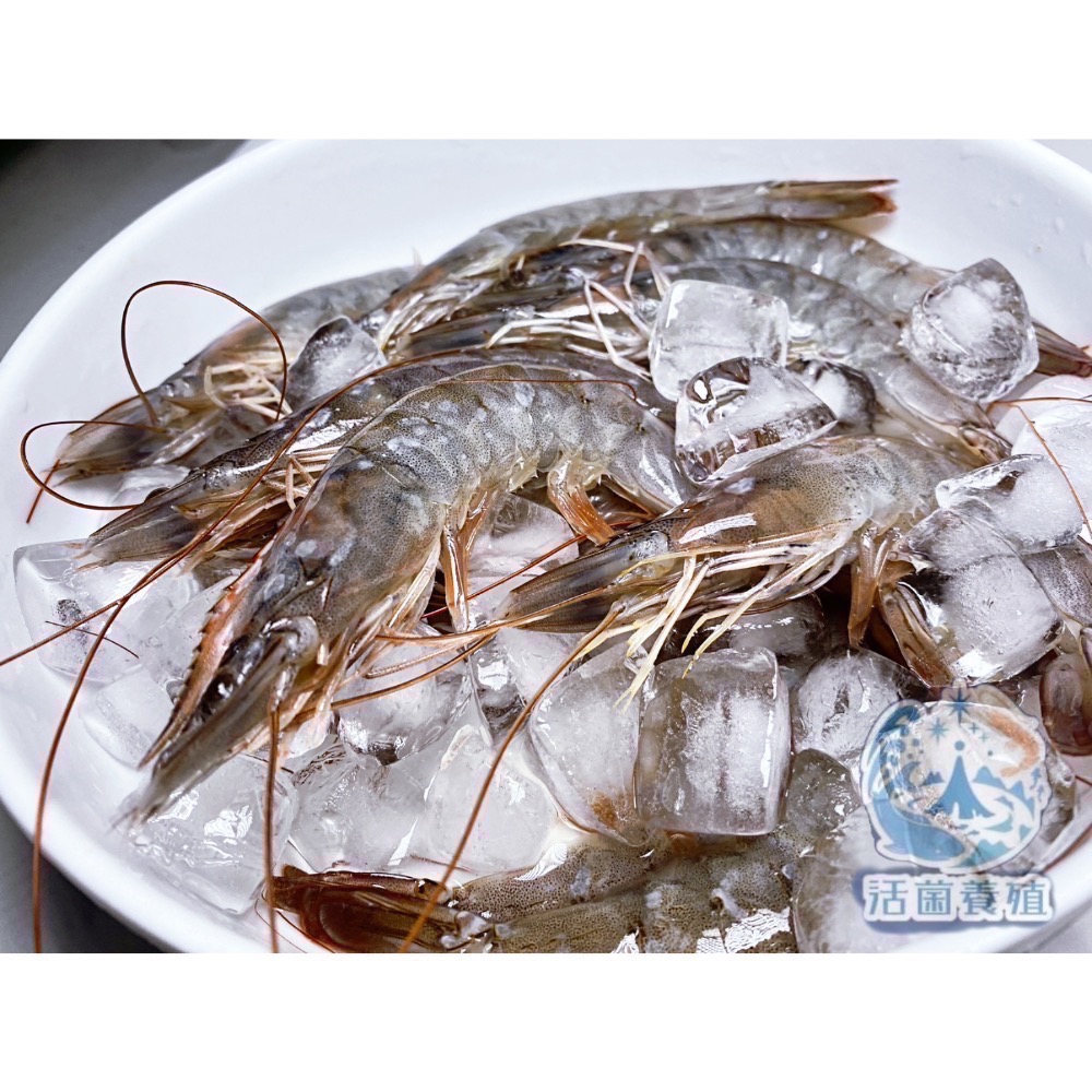 南洋魚販售所 · 活菌養殖 - 白蝦，真空冷凍出貨-規格圖10