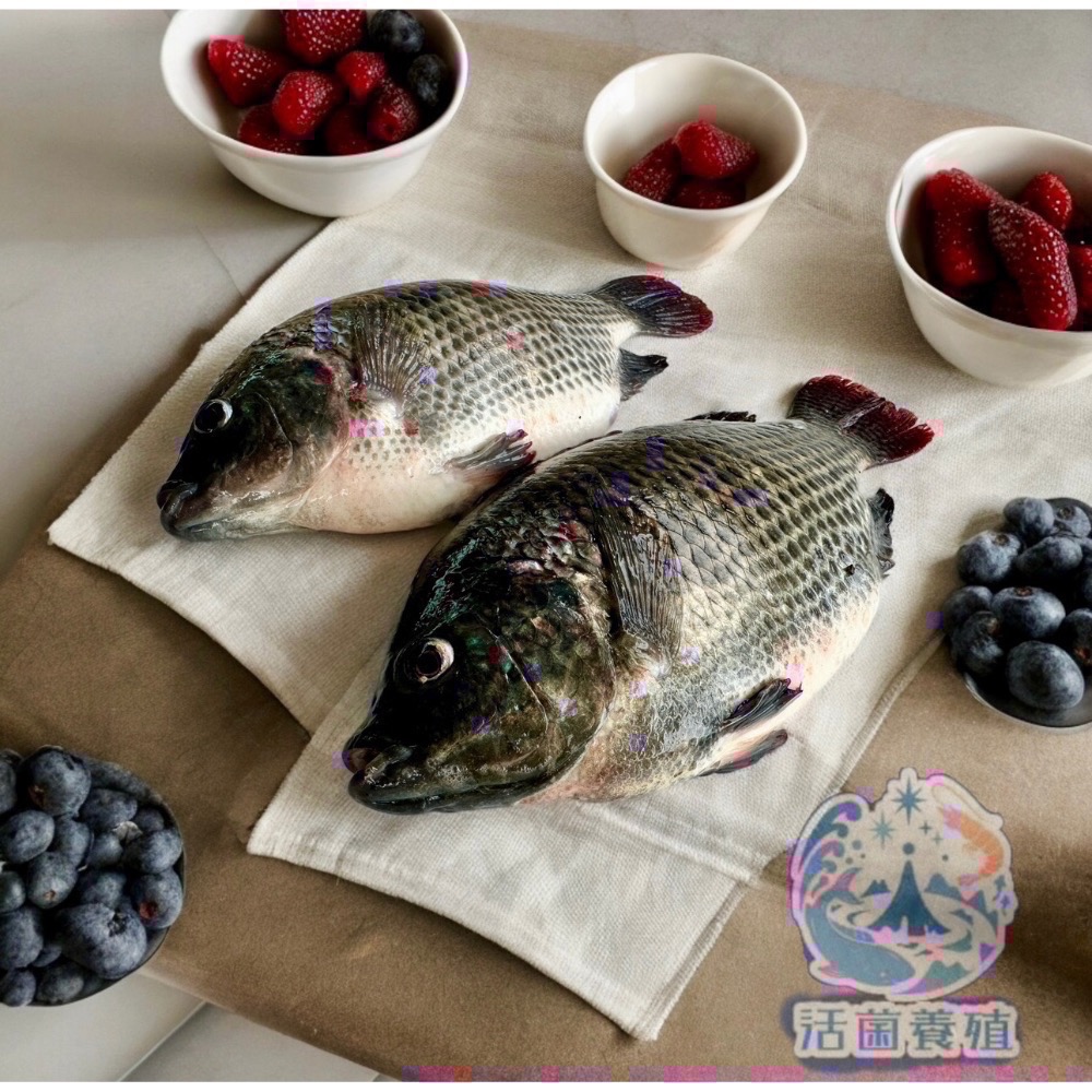 南洋魚販售所 · 活菌養殖 - 鹹水 台灣鯛 吳郭魚 無土味，殺好，非洲仔，本土-細節圖2