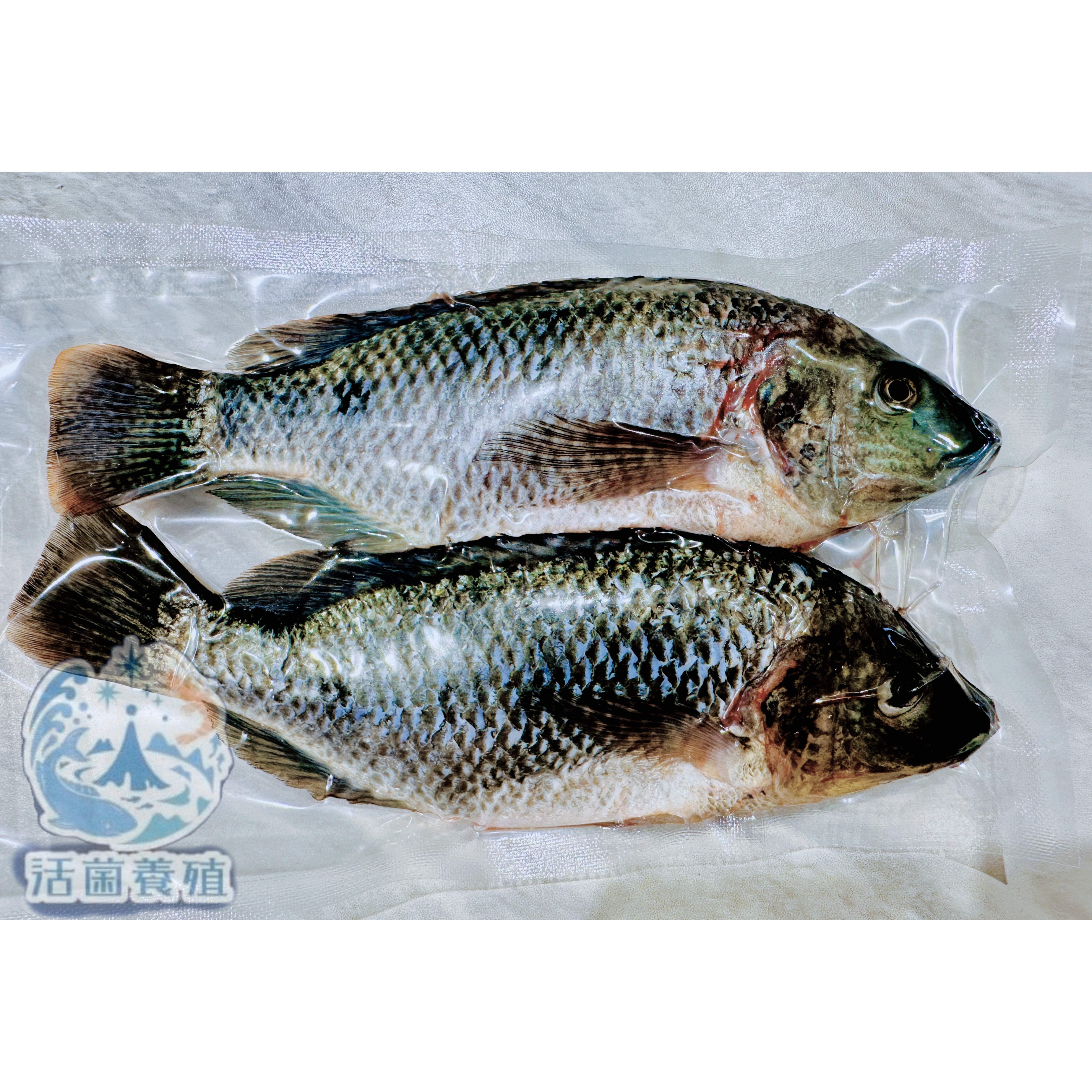南洋魚販售所 · 活菌養殖 - 鹹水 台灣鯛 吳郭魚 無土味，殺好，非洲仔，本土-細節圖7