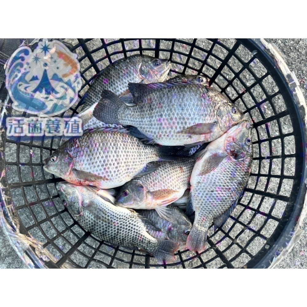 南洋魚販售所 · 活菌養殖 - 鹹水 台灣鯛 吳郭魚 無土味，殺好，非洲仔，本土-細節圖8