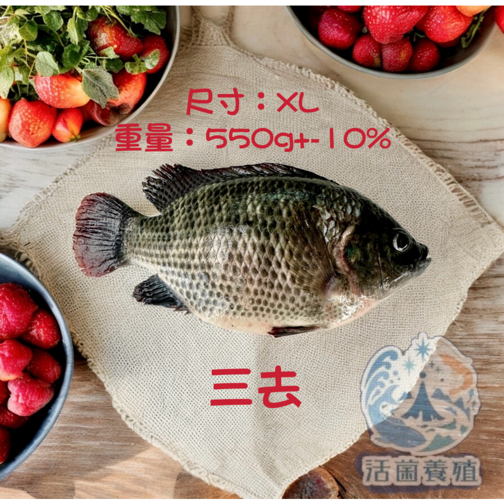 南洋魚販售所 · 活菌養殖 - 鹹水 台灣鯛 吳郭魚 無土味，殺好，非洲仔，本土-規格圖8