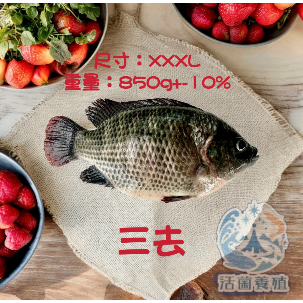 南洋魚販售所 · 活菌養殖 - 鹹水 台灣鯛 吳郭魚 無土味，殺好，非洲仔，本土-規格圖8