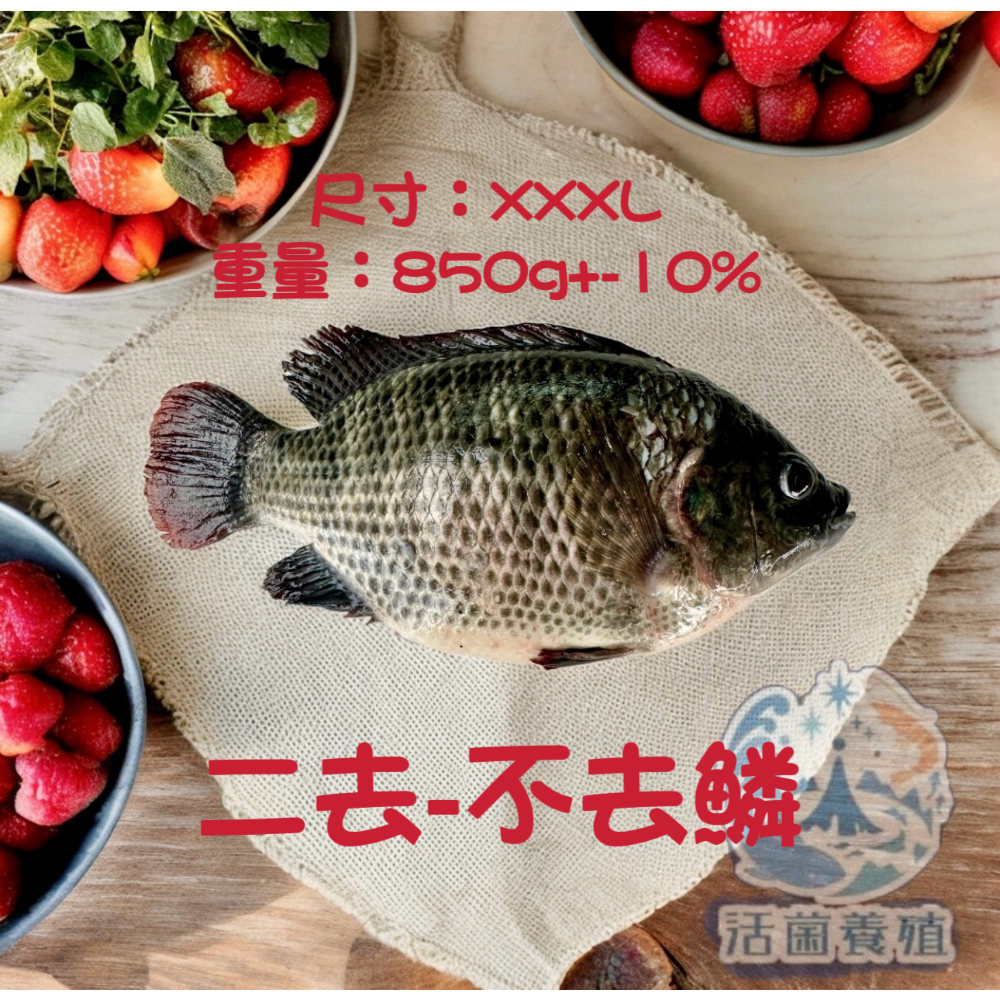 南洋魚販售所 · 活菌養殖 - 鹹水 台灣鯛 吳郭魚 無土味，殺好，非洲仔，本土-規格圖8