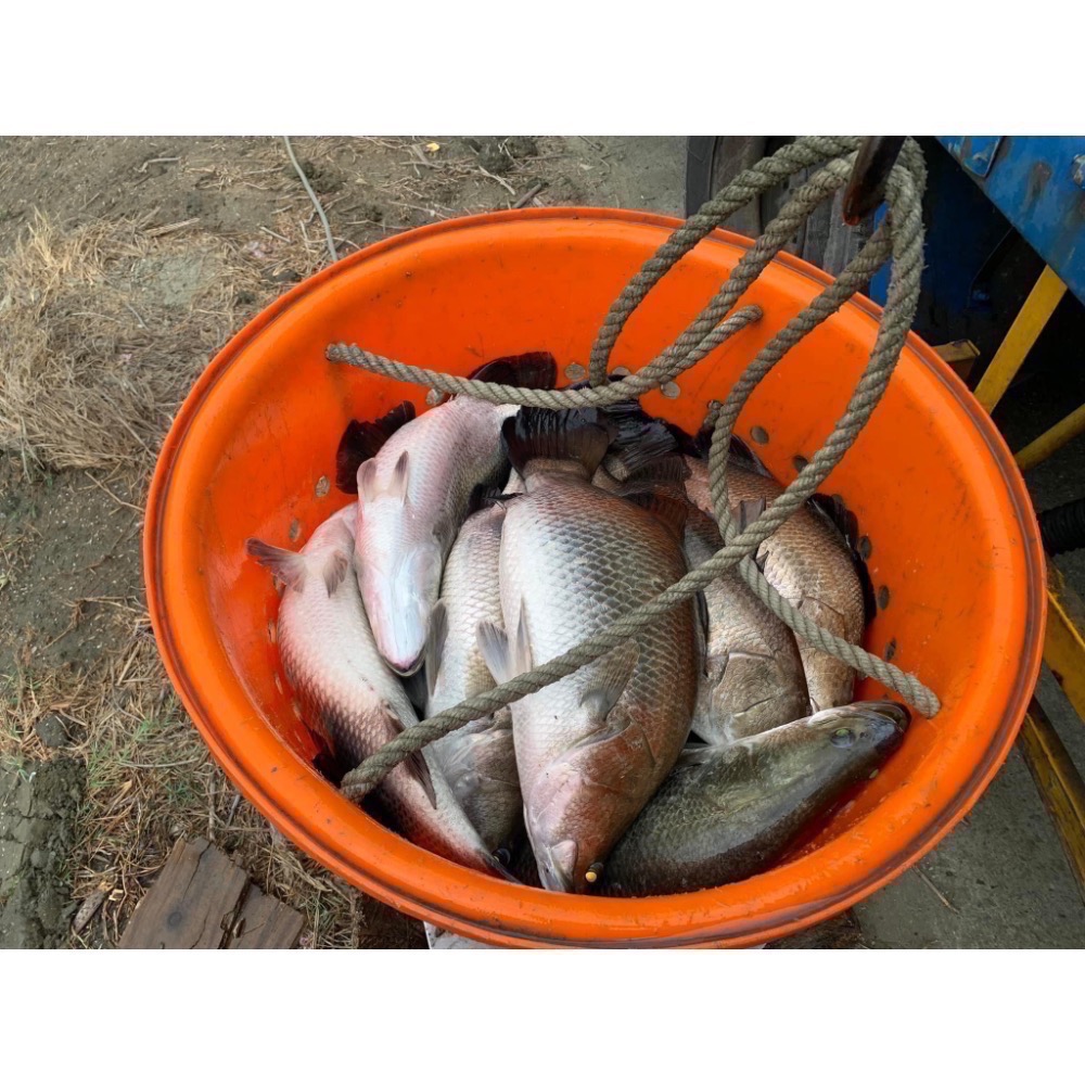 南洋魚販售所 · 活菌養殖 - 金目鱸魚 / 無土味，三去，殺好，真空包裝-細節圖3