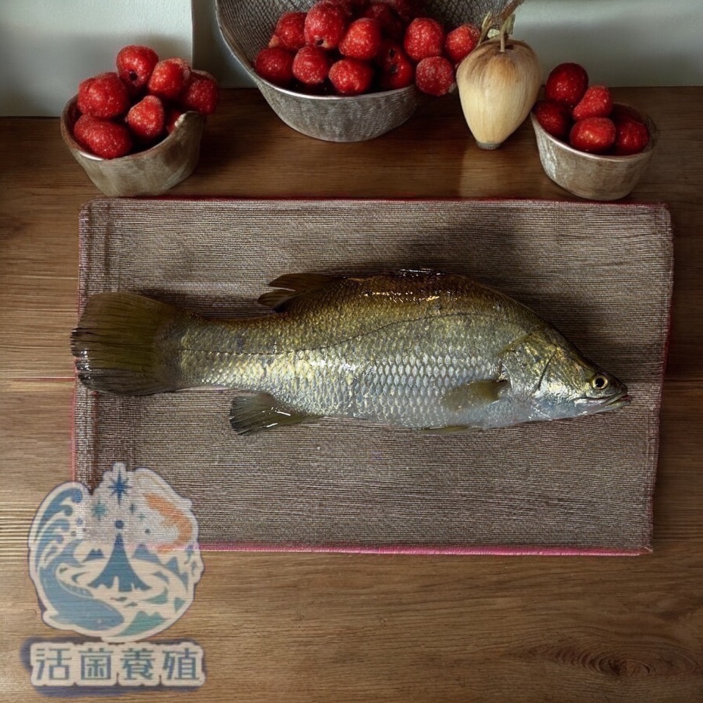 南洋魚販售所 · 活菌養殖 - 金目鱸魚 / 無土味，三去，殺好，真空包裝-規格圖8