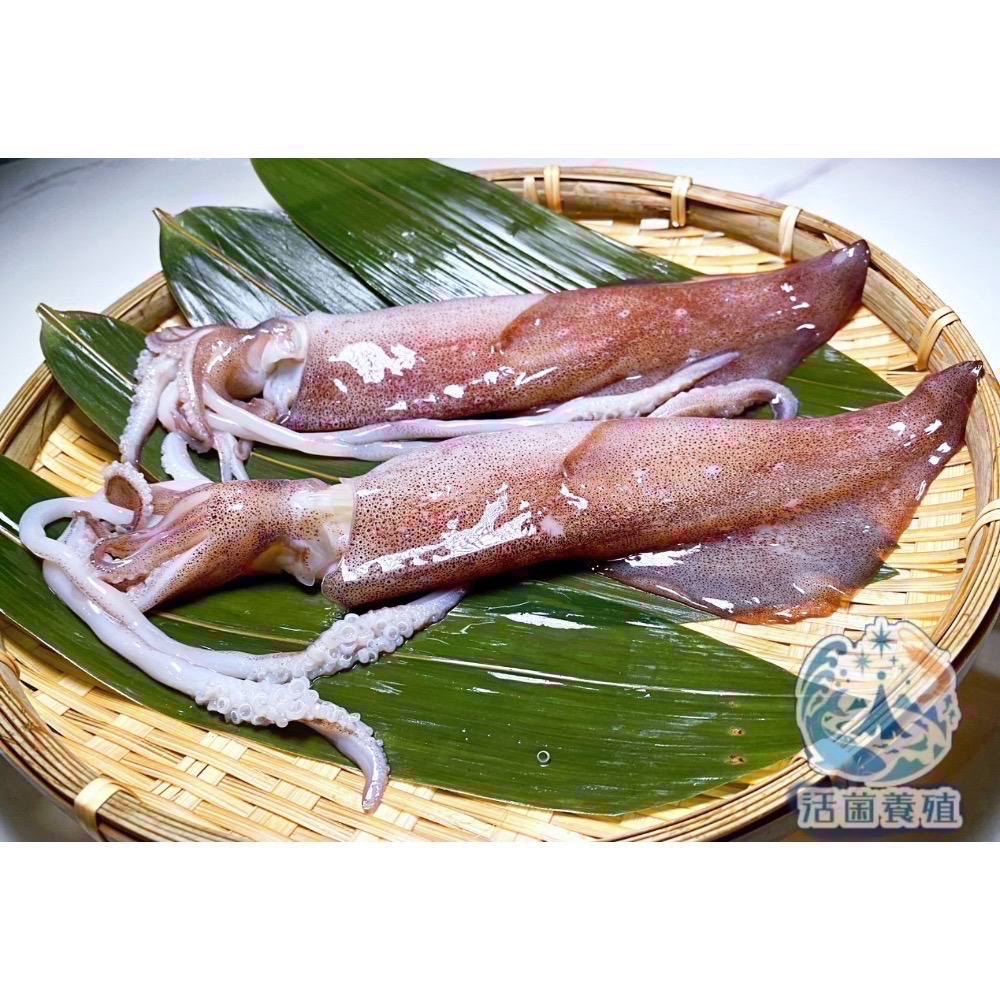 南洋魚販售所 - 現撈船凍 中卷 / 小卷 殺好，真空，小管，中管-細節圖2
