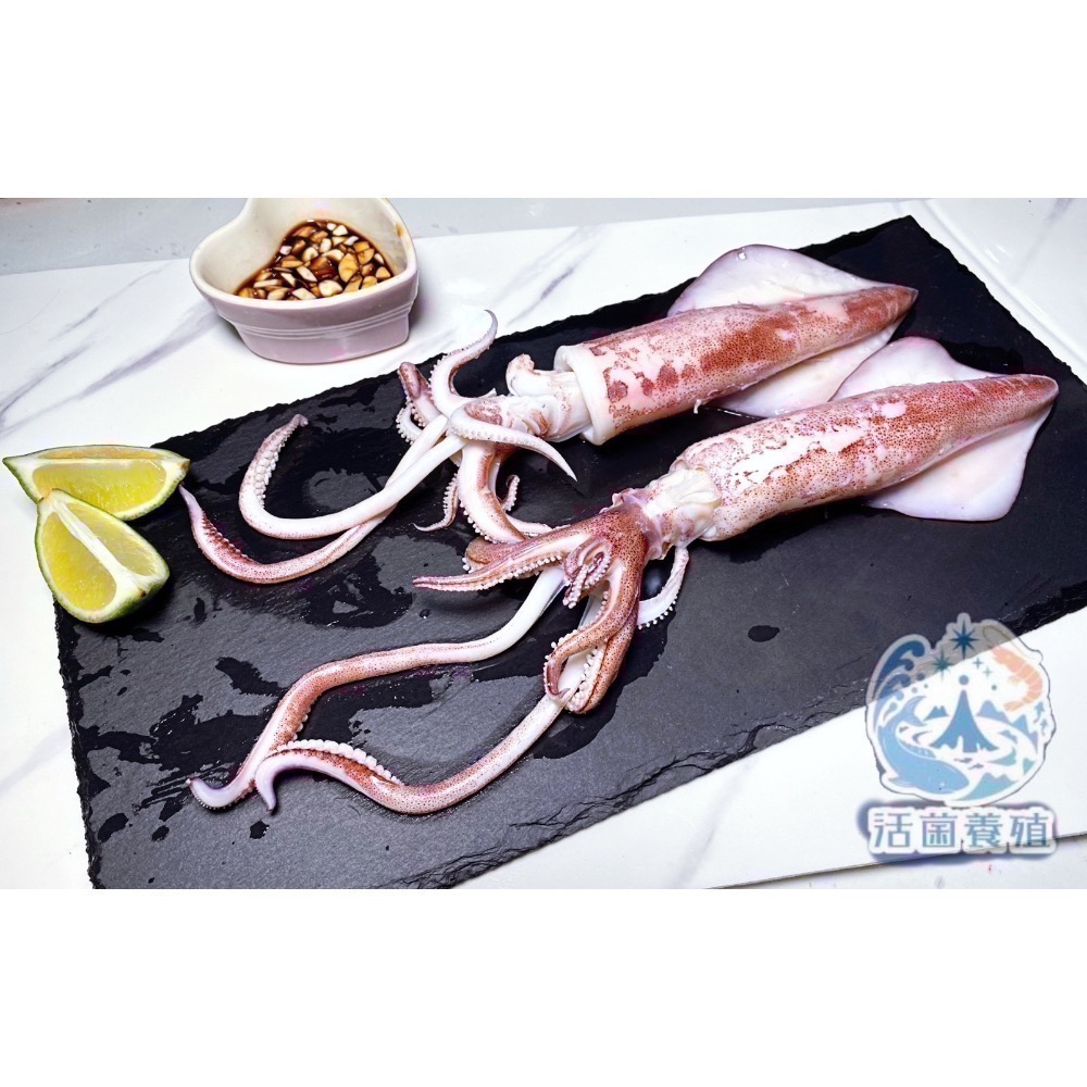 南洋魚販售所 - 現撈船凍 中卷 / 小卷 殺好，真空，小管，中管-細節圖4