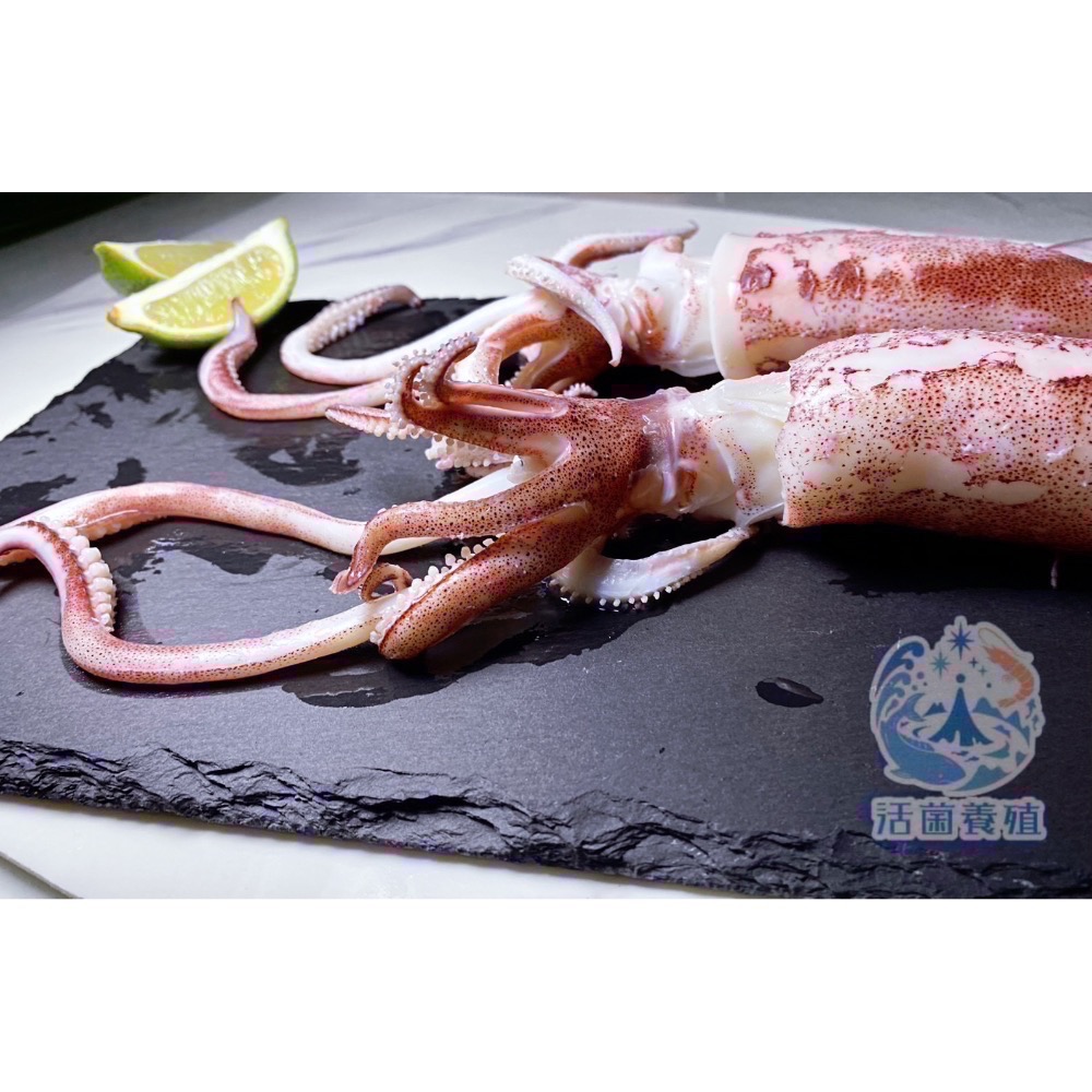南洋魚販售所 - 現撈船凍 中卷 / 小卷 殺好，真空，小管，中管-細節圖5