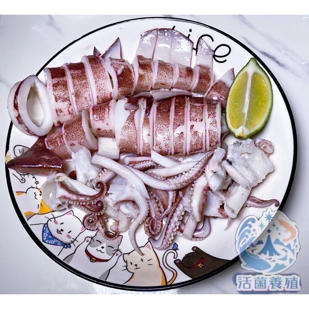 南洋魚販售所 - 現撈船凍 中卷 / 小卷 殺好，真空，小管，中管-細節圖6