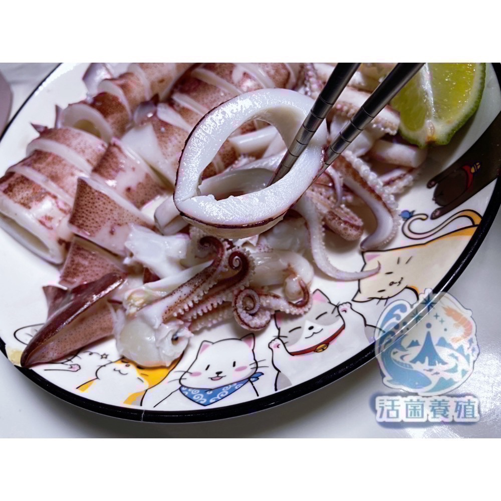 南洋魚販售所 - 現撈船凍 中卷 / 小卷 殺好，真空，小管，中管-細節圖7