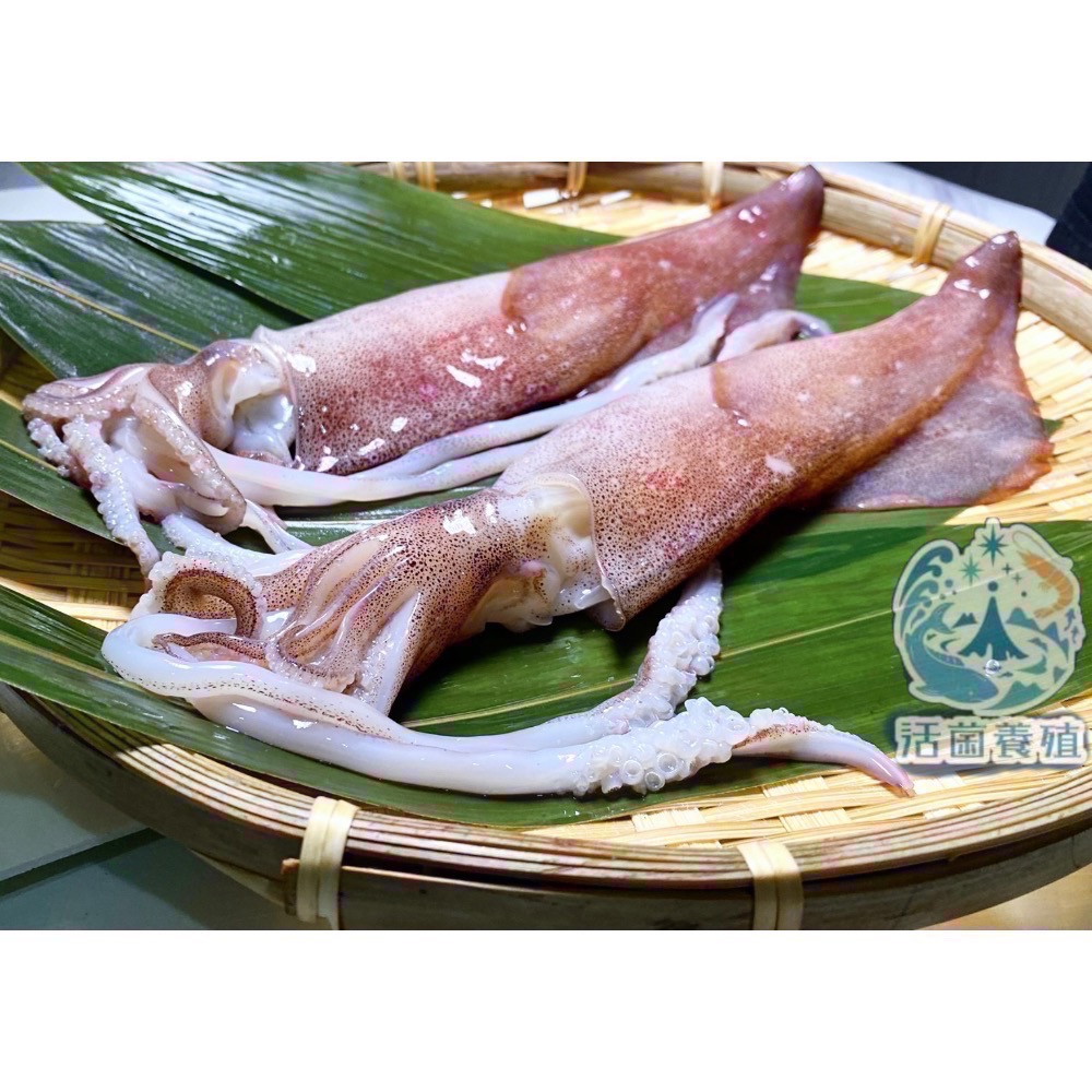 南洋魚販售所 - 現撈船凍 中卷 / 小卷 殺好，真空，小管，中管-細節圖8
