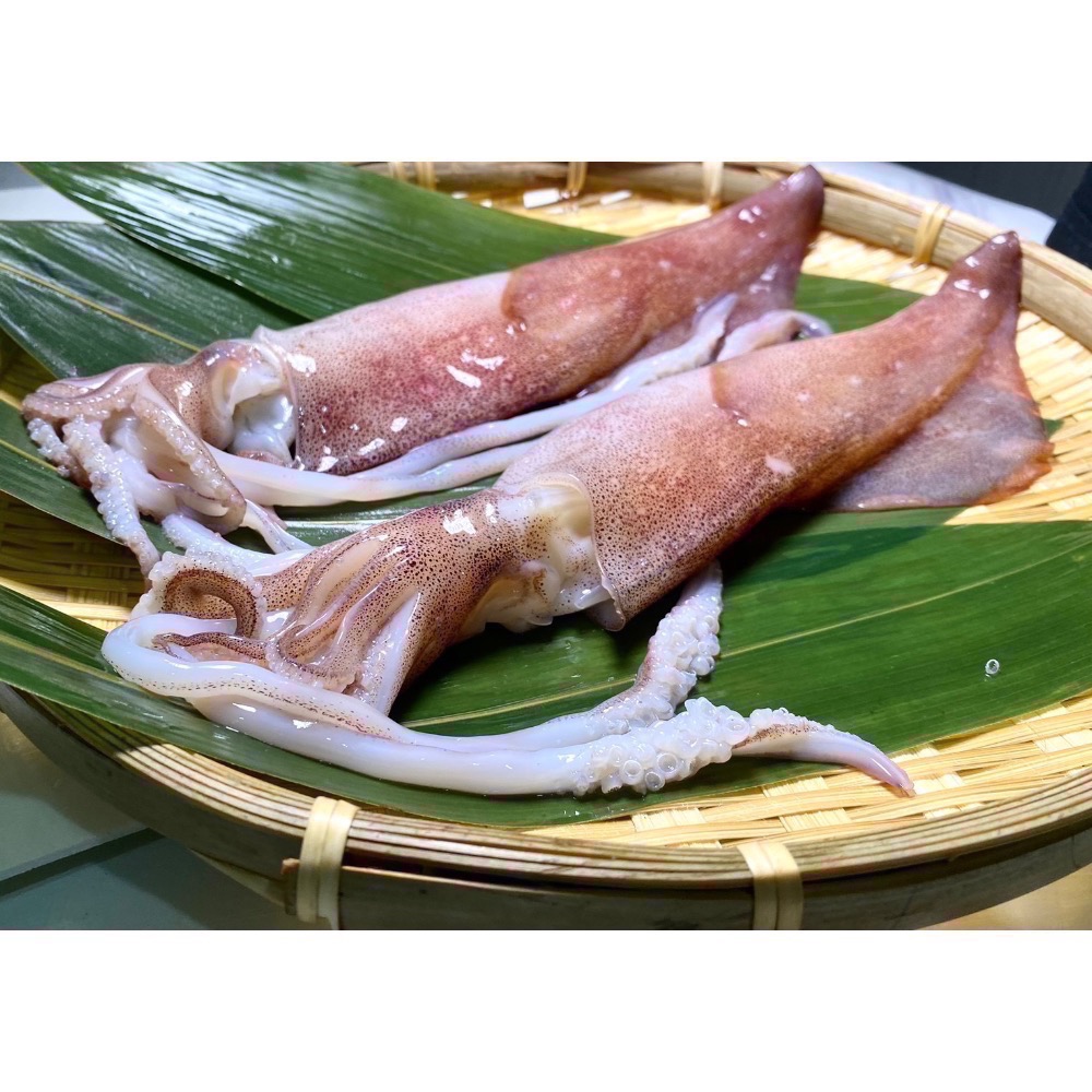 南洋魚販售所 - 現撈船凍 中卷 / 小卷 殺好，真空，小管，中管-規格圖8