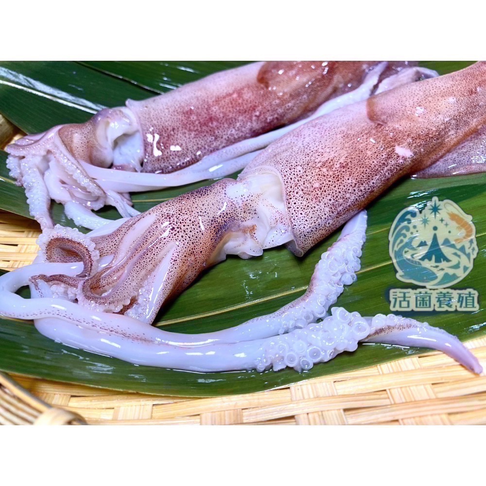 南洋魚販售所 - 現撈船凍 中卷 / 小卷 殺好，真空，小管，中管-規格圖8