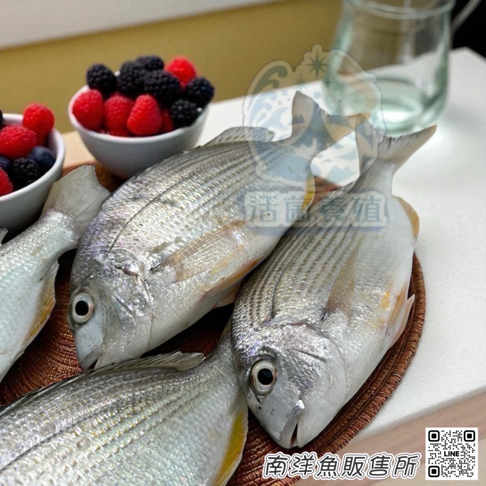 南洋魚販售所·海味現撈 - 班頭魚，產期限定，黃錫鯛，平鯛，邦頭，斑頭-細節圖2