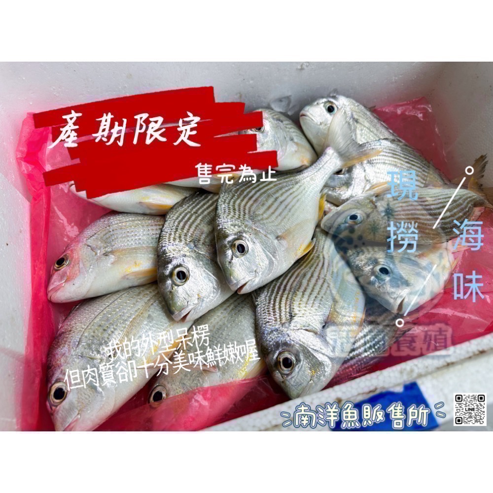 南洋魚販售所·海味現撈 - 班頭魚，產期限定，黃錫鯛，平鯛，邦頭，斑頭-細節圖3