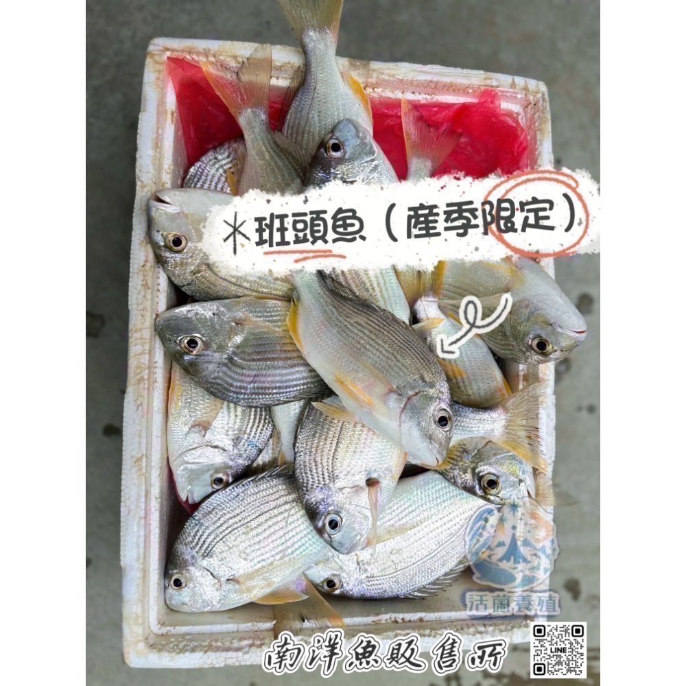南洋魚販售所·海味現撈 - 班頭魚，產期限定，黃錫鯛，平鯛，邦頭，斑頭-細節圖4
