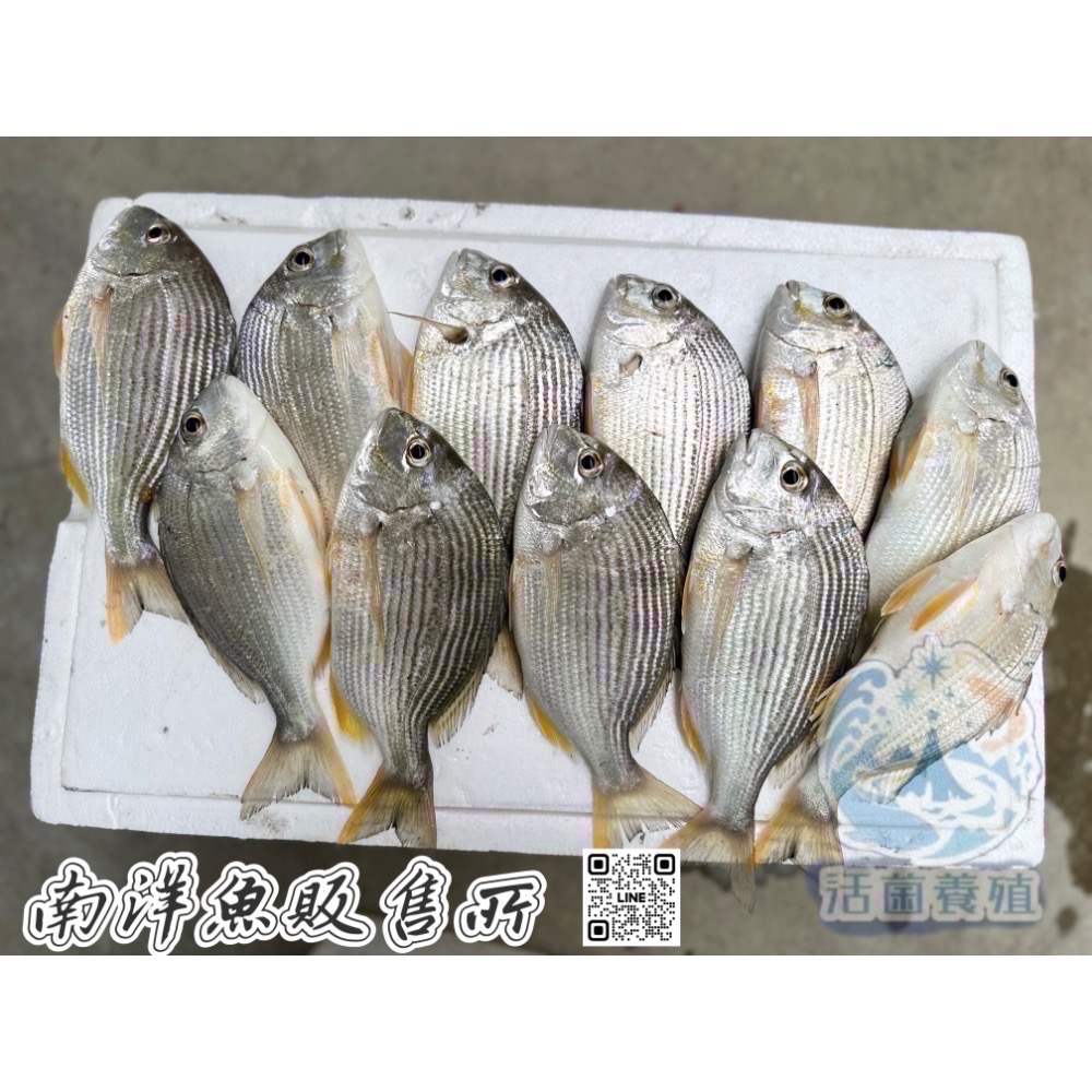 南洋魚販售所·海味現撈 - 班頭魚，產期限定，黃錫鯛，平鯛，邦頭，斑頭-細節圖5