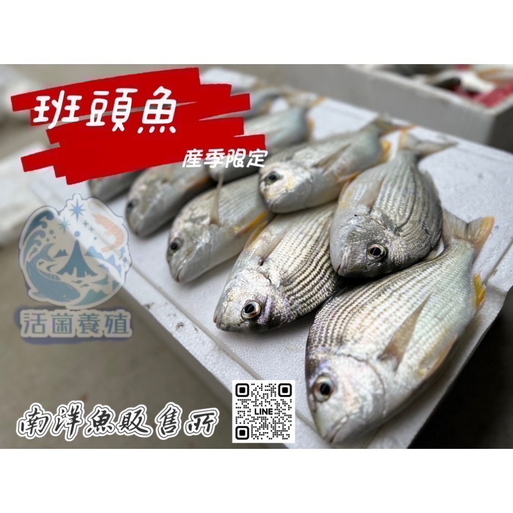 南洋魚販售所·海味現撈 - 班頭魚，產期限定，黃錫鯛，平鯛，邦頭，斑頭-細節圖6