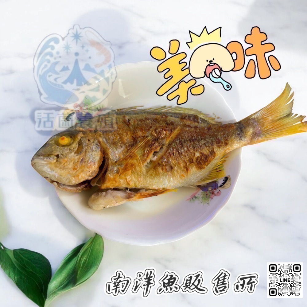 南洋魚販售所·海味現撈 - 班頭魚，產期限定，黃錫鯛，平鯛，邦頭，斑頭-細節圖7