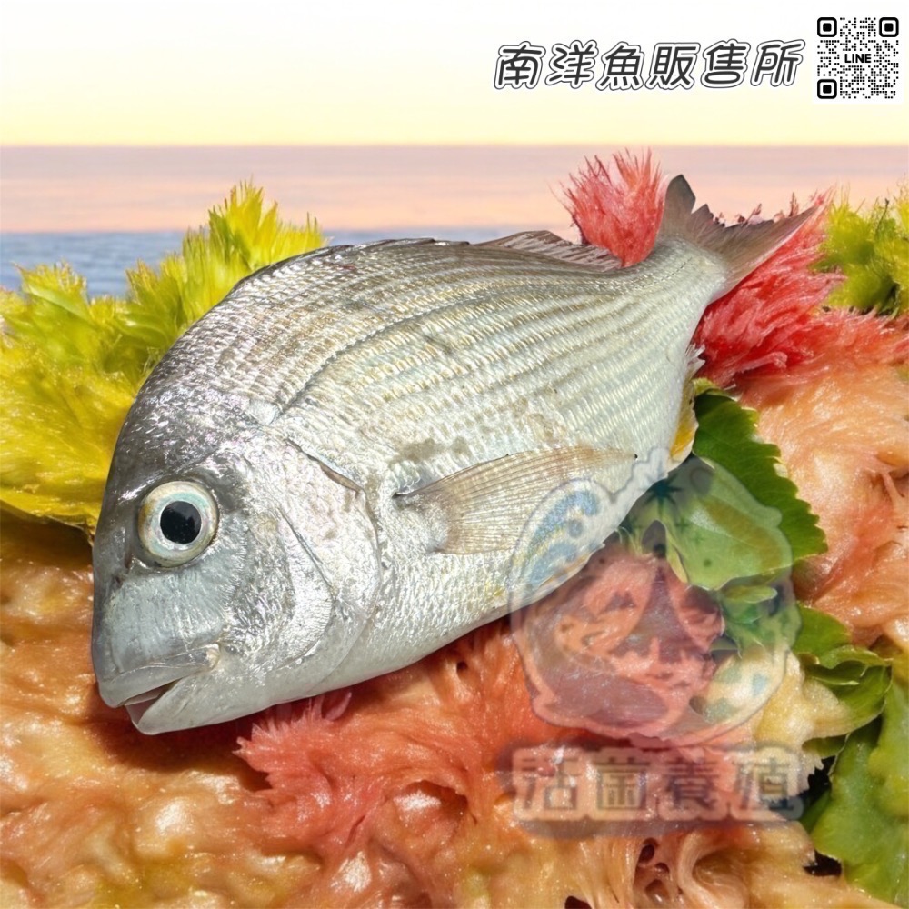 南洋魚販售所·海味現撈 - 班頭魚，產期限定，黃錫鯛，平鯛，邦頭，斑頭-規格圖7