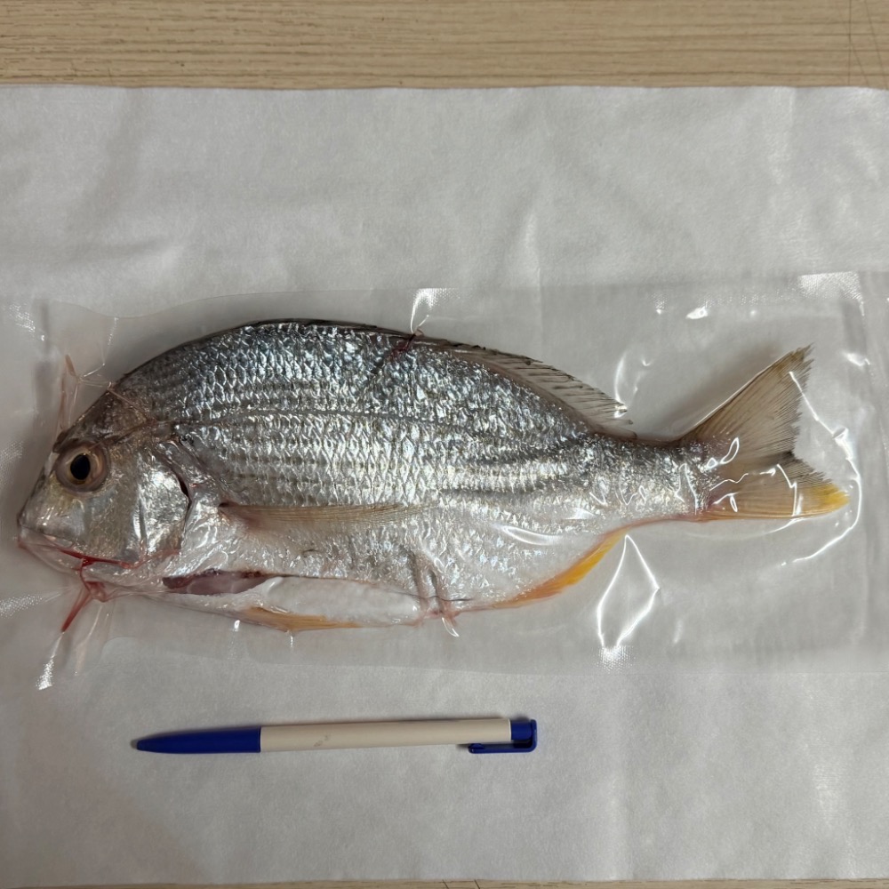 南洋魚販售所·海味現撈 - 班頭魚，產期限定，黃錫鯛，平鯛，邦頭，斑頭-規格圖7