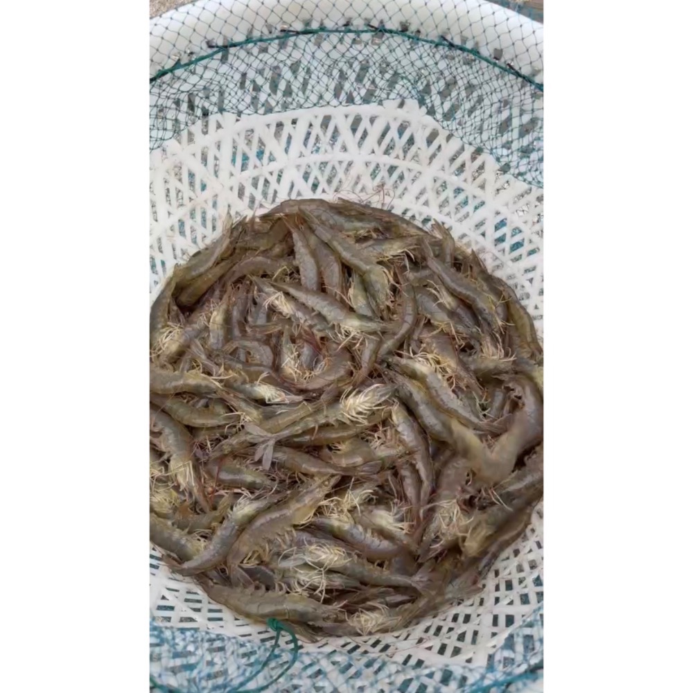 南洋魚販售所 · 活菌養殖無毒白蝦 -  母親節限量特價-規格圖2