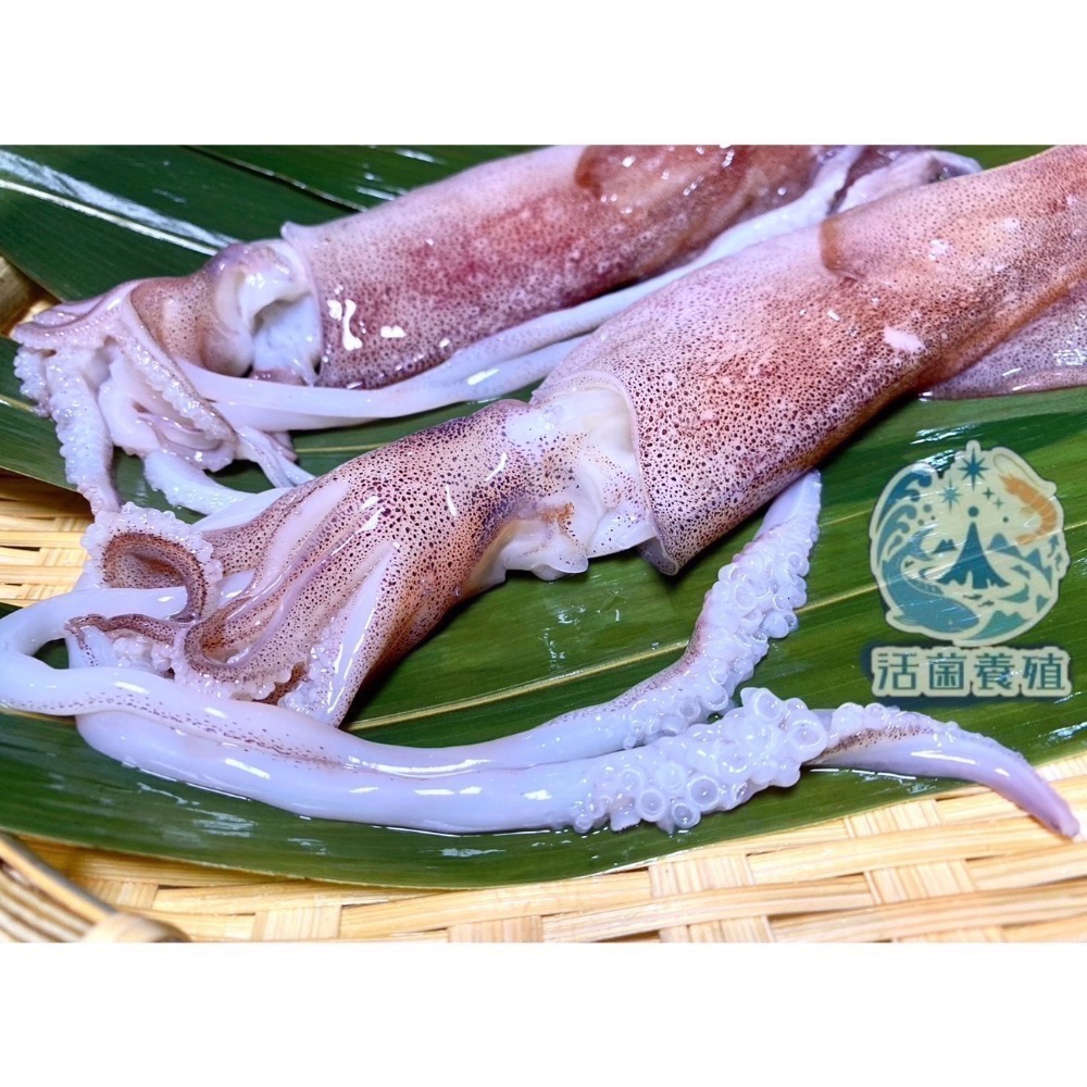 南洋魚販售所·活菌養殖 - 2026 海陸月宴 中秋烤肉 組-細節圖4