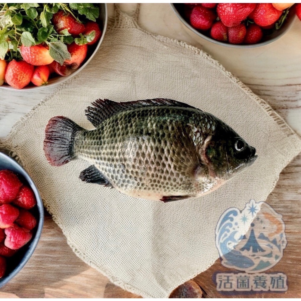 南洋魚販售所·活菌養殖 - 2026 海陸月宴 中秋烤肉 組-細節圖6