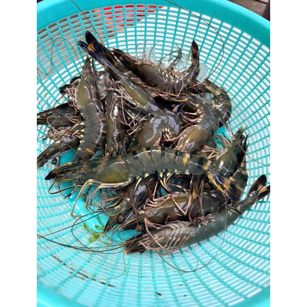 南洋魚販售所·活菌養殖 - 2026 海陸月宴 中秋烤肉 組-規格圖10
