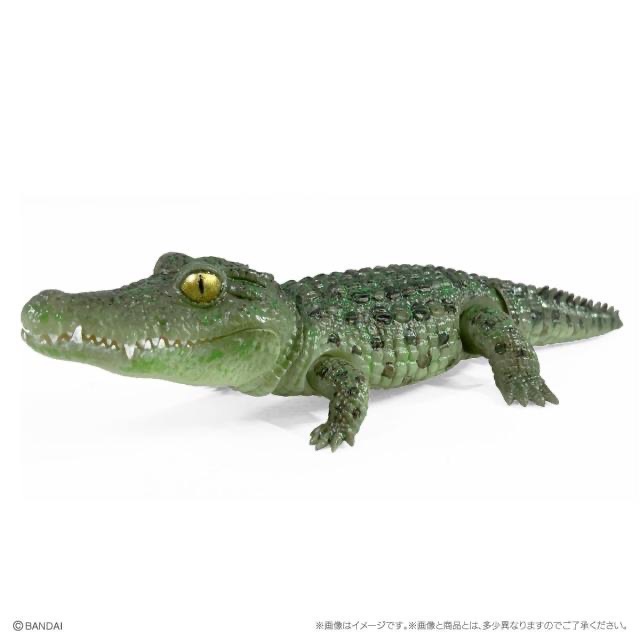 【現貨】萬代生物大圖鑑Repti鱷魚 全5種-細節圖2