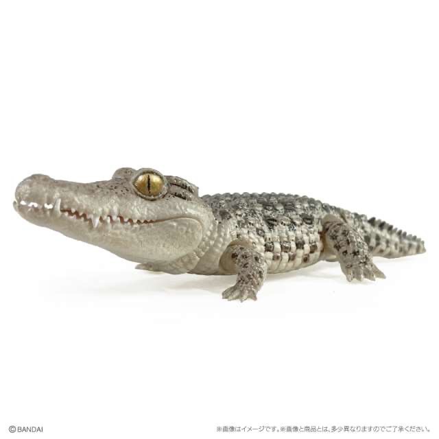 【現貨】萬代生物大圖鑑Repti鱷魚 全5種-細節圖3