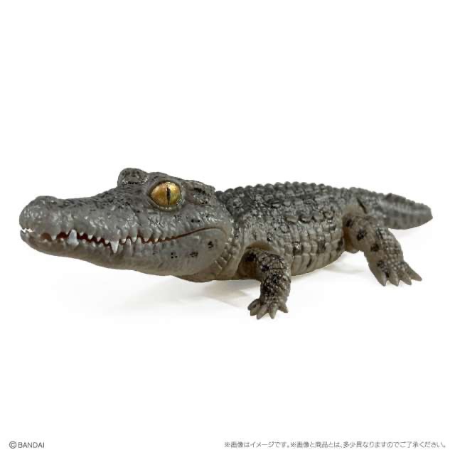 【現貨】萬代生物大圖鑑Repti鱷魚 全5種-細節圖4
